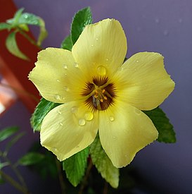 Bunga Pukul Delapan (Turnera ulmifolia)