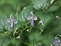 カリガネソウ (Caryopteris divaricata) 花 flowers