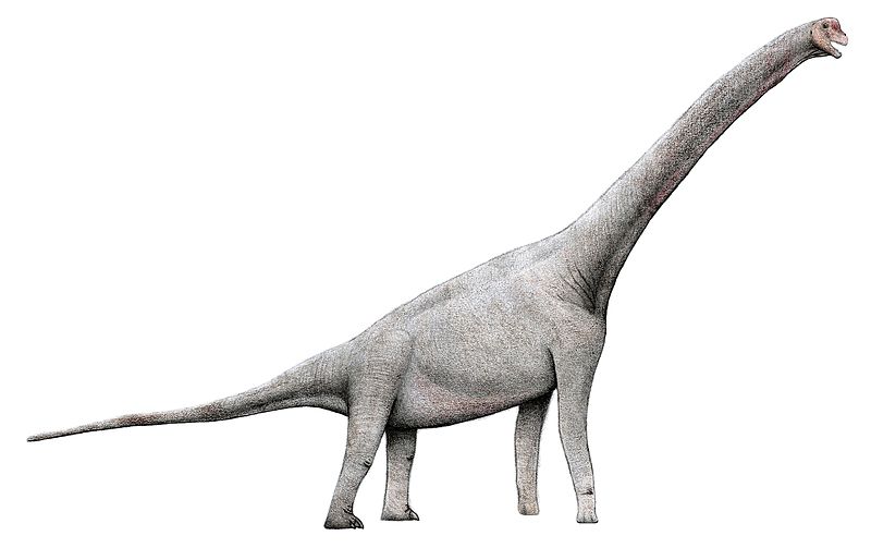 File:Pelorosaurus2.jpg