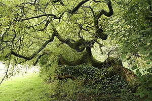 Fraxinus excelsior 'Aurea pendula'