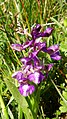 Anacamptis morio Germany - Waldbronn/Etzenrot