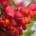 * Nomination European spindle (Euonymus europaeus) --Robert Flogaus-Faust 11:20, 25 October 2024 (UTC) * Promotion  Support Good quality. --George Chernilevsky 12:30, 25 October 2024 (UTC)