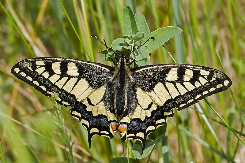 File:Papilio.machaon.7553.JPG