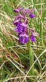 Anacamptis morio Germany - Kaiserstuhl (Gebirge)