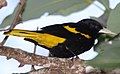 English: Yellow-winged Cacique Esperanto: Flavaflugila kaciko Français : Cassique à ailes jaunes (Cacicus melanicterus, cat.)