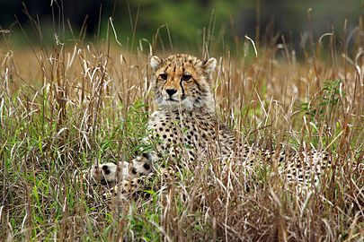 Cheetah cub Acinonyx jubatus