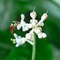 ヤブミョウガの花 flower of Pollia japonica