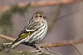 36 Carduelis pinus CT7 uploaded by Cephas, nominated by Cephas