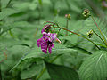 ツリフネソウ (Impatiens textorii ) の花、つぼみと葉