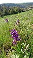 Anacamptis morio Germany - Waldbronn/Etzenrot