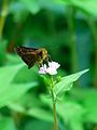 チャバネセセリ Pelopidas mathias oberthueri, on flowers of Polygonum thunbergii.