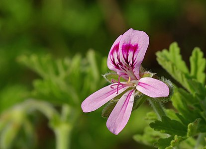 Pelargonium graveolens (Rose Geranium)