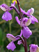 Anacamptis morio subsp. picta