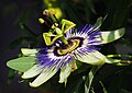 81 Passiflora caerulea (makro close-up) uploaded by PetarM, nominated by PetarM