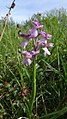 Anacamptis morio Germany - Ebringen