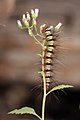 56 Arctiidae caterpillar uploaded by Muhammad Mahdi Karim, nominated by Muhammad Mahdi Karim