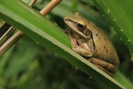 Katak pohon bergaris (Polypedates leucomystax)