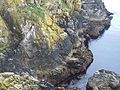 Ceintures d'algues et de lichens sur la côte nord du Cap Sizun (Beg al Lochou, Goulien)