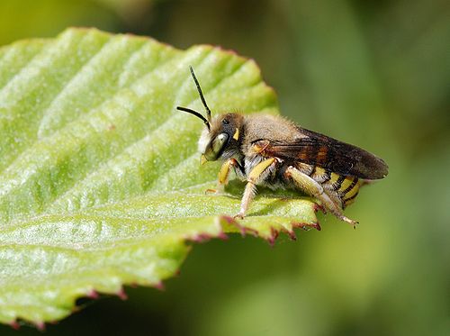 Solitary bee