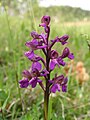 Anacamptis morio Austria - St. Bartholomä