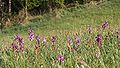 Anacamptis morio habitat Germany - Virngrund