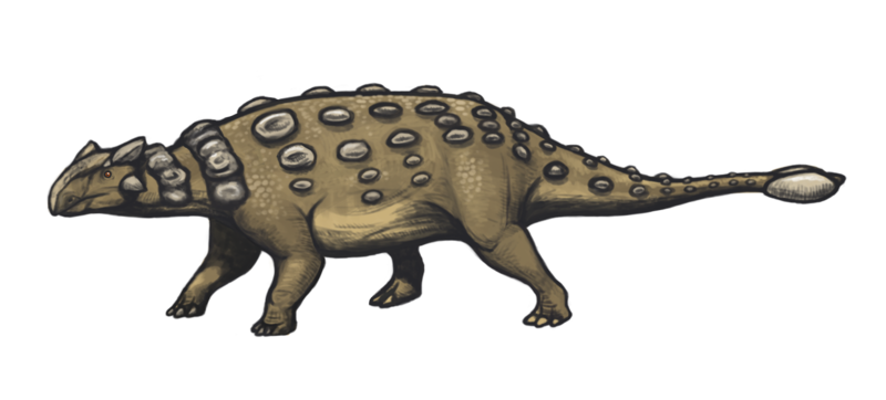 File:Ankylosaurus magniventris reconstruction.png