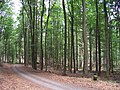 Burgwald bei den Franzosenwiesen