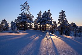 Trees in snow on Høydalsfjellet near Løkken Verk, Orkland