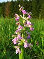 Anacamptis morio Germany - Saarland