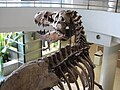 T. rex skeleton at the University of California, Berkeley