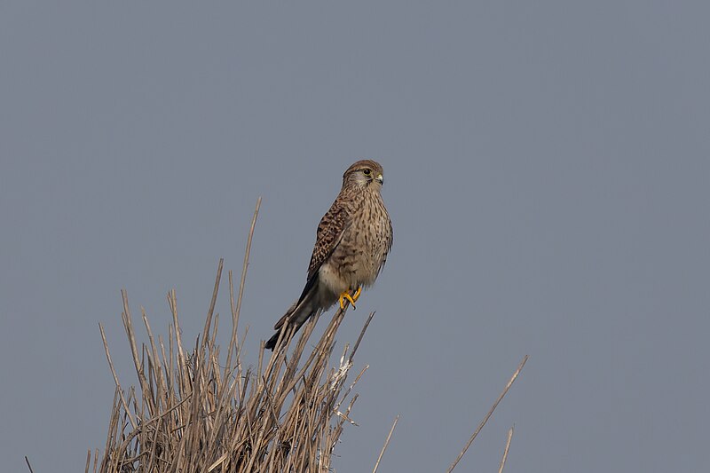 File:Common kestrel 02.jpg