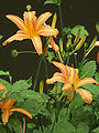 ノカンゾウの花 Flower of "No-Kanzo" (Hemerocallis fulva var. longituba).