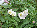 コヒルガオ Calystegia hederacea