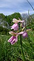 Anacamptis morio Germany - Ebringen