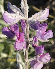 Lupinus chamissonis (Chamisso bush lupin)