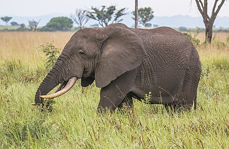 African bush elephant (2 of 2) Loxodonta africana