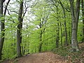 Fagus sylvatica (photo↑)