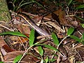 Liopholidophis dolicocercus