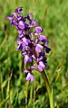 Anacamptis morio France Charente-Maritime