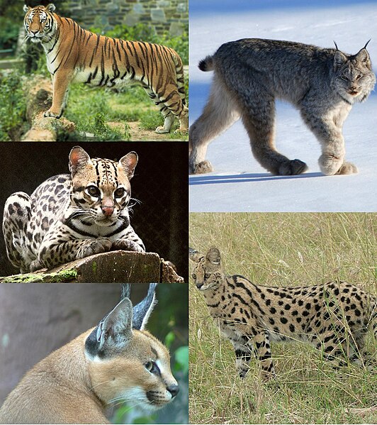 File:The Felidae 2.jpg