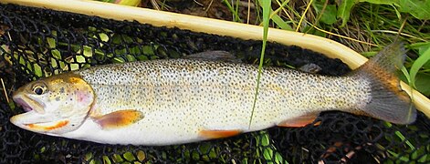 Snake River finespotted cutthroat trout