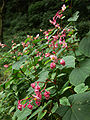 シュウカイドウ (Begonia grandis ssp. evansiana)