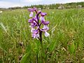 Anacamptis morio Germany - Langenalb