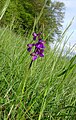 Anacamptis morio Germany - Ebringen