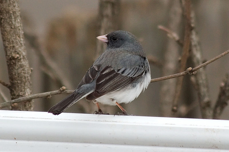 File:Dark-eyed junco 4748.jpg