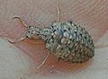 Antlion larva (unspecified species)