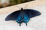 Adult, dorsal view.