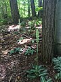 Goodyera oblongifolia