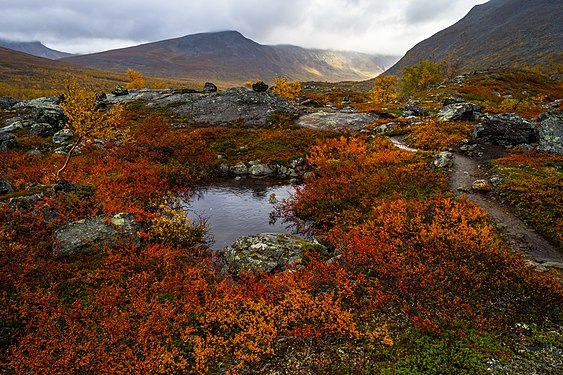 Autumn in Sjaunja natural reserve, in the far north of Sweden. Photograph: DiHib (CC BY-SA 4.0)