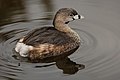 30 Pied-billed Grebe 0561 uploaded by DoriBot, nominated by Dori